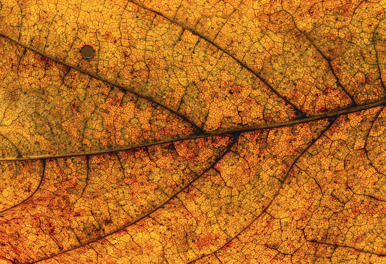 Herbsttöne