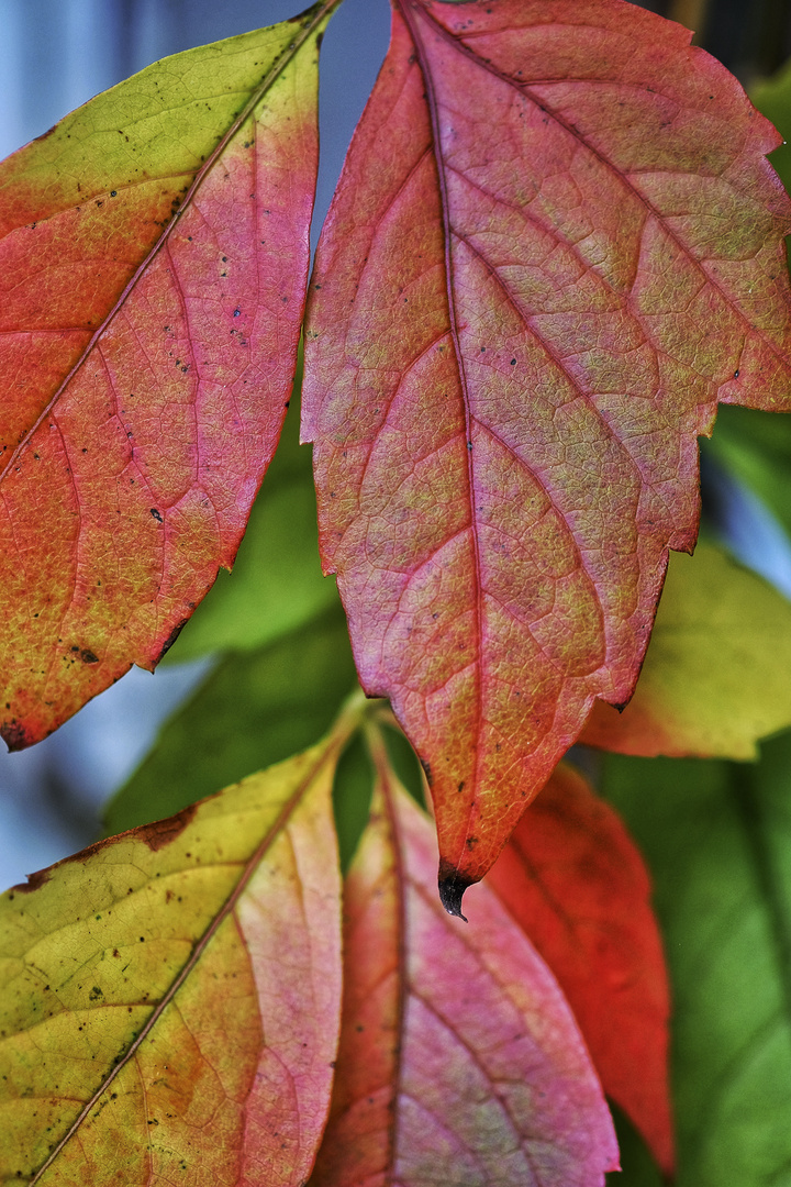 Herbsttöne