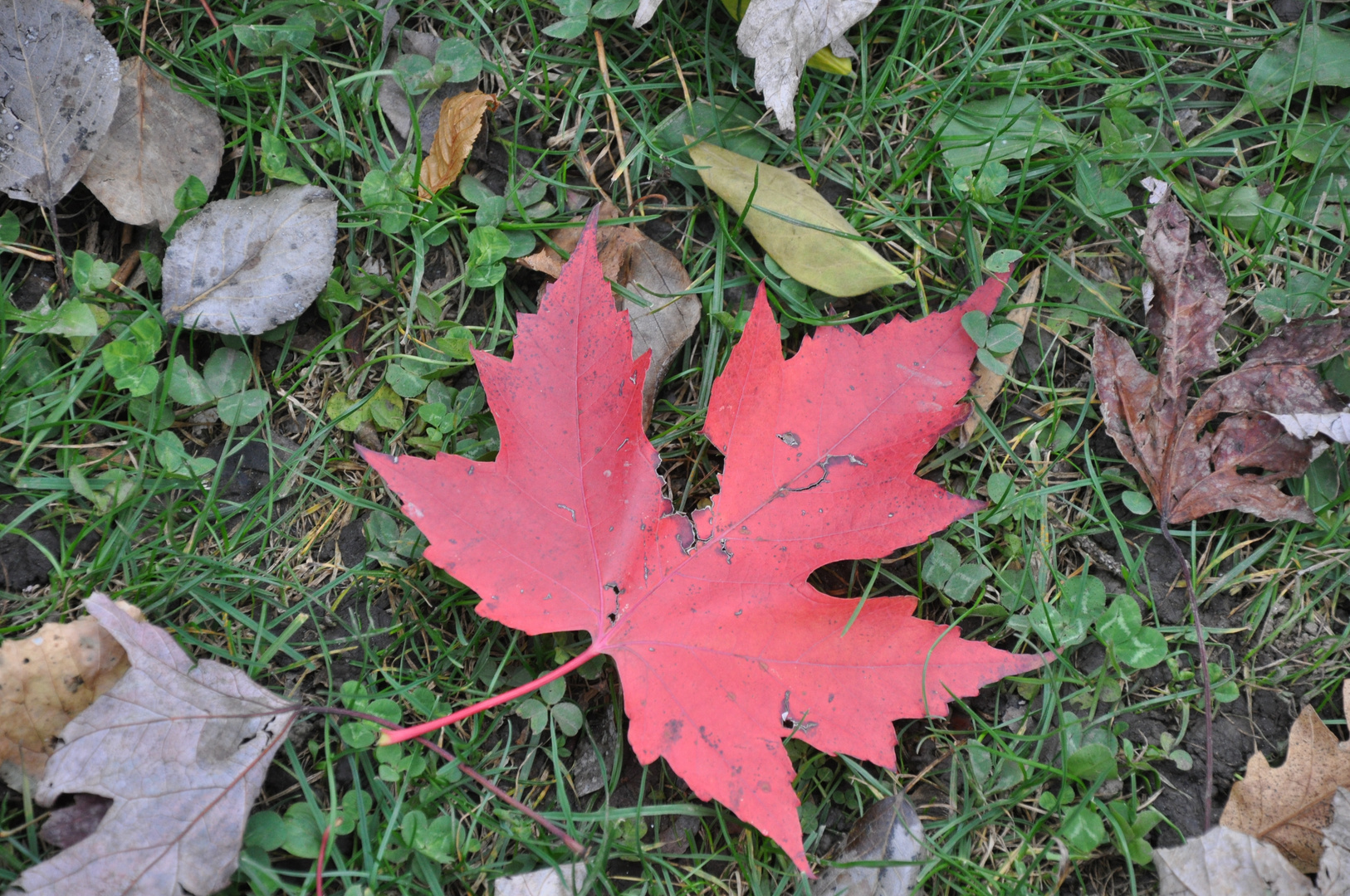 Herbsttöne