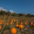 Herbsttöne