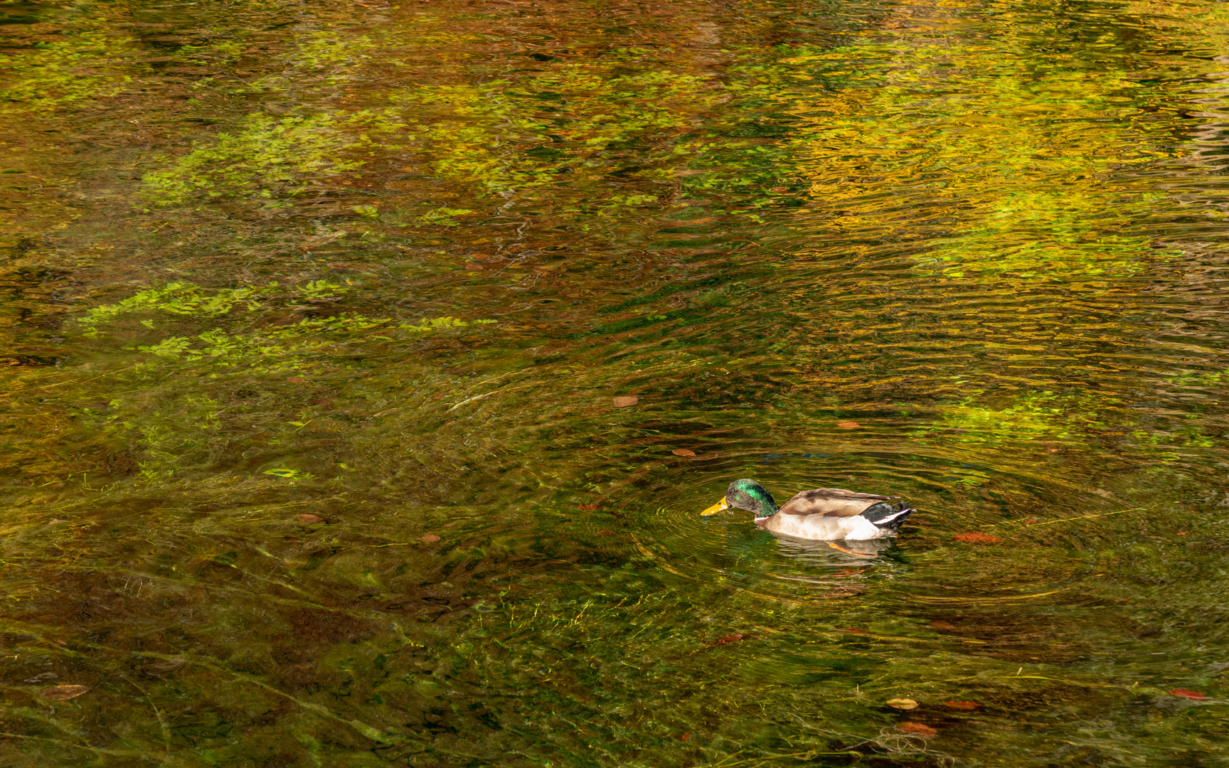 Herbsttöne am Blautopf