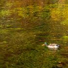 Herbsttöne am Blautopf