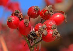 Herbstton # Tono otoñal