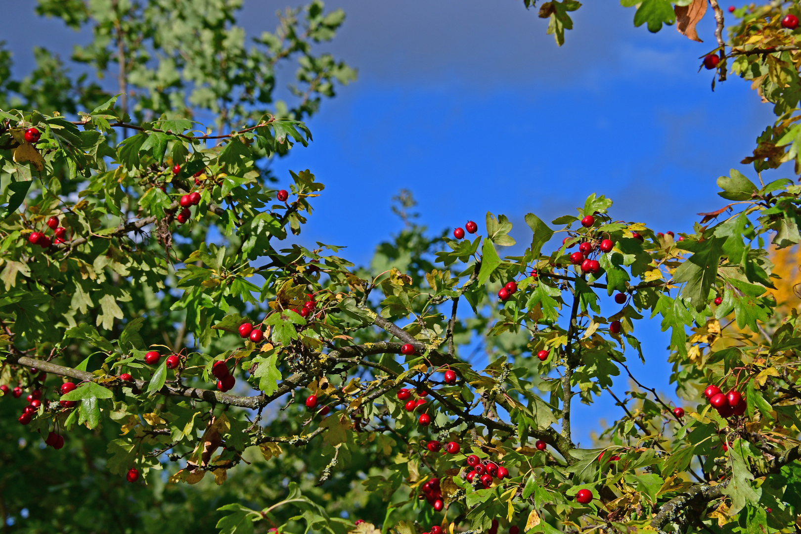 Herbsttracht