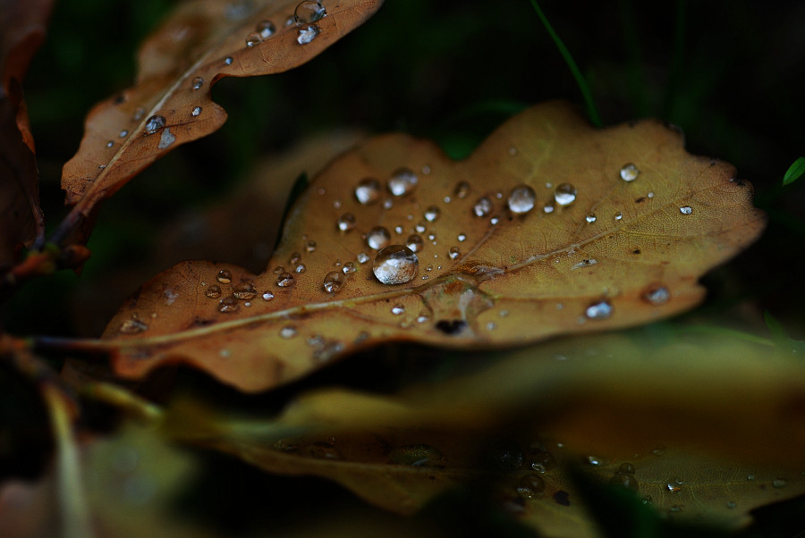 herbsttränen