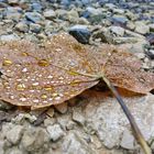 Herbsttränen