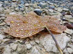 Herbsttränen