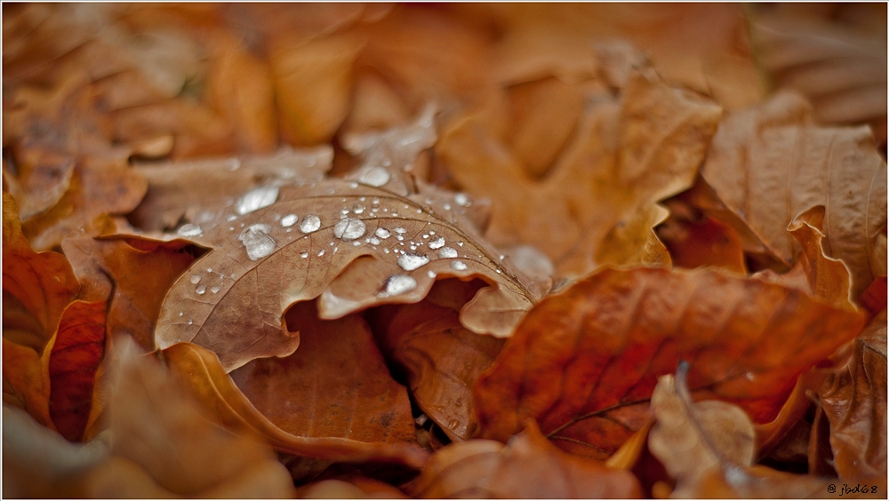 herbst.tränen