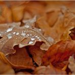 herbst.tränen