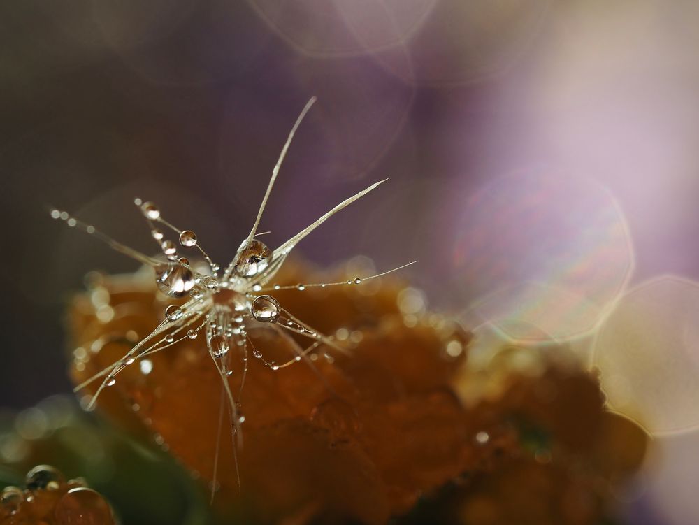 Herbst.Tränen.