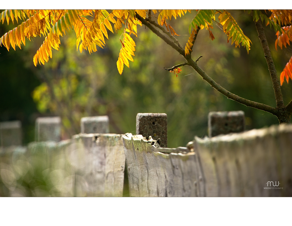 Herbstträume