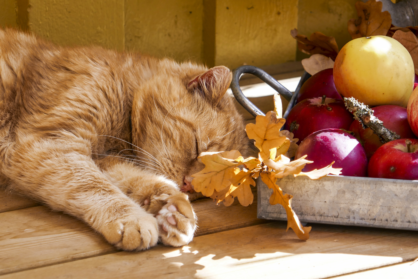 Herbstträume