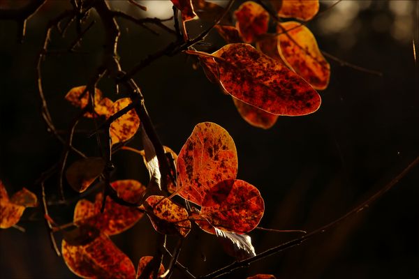 ....Herbstträume....