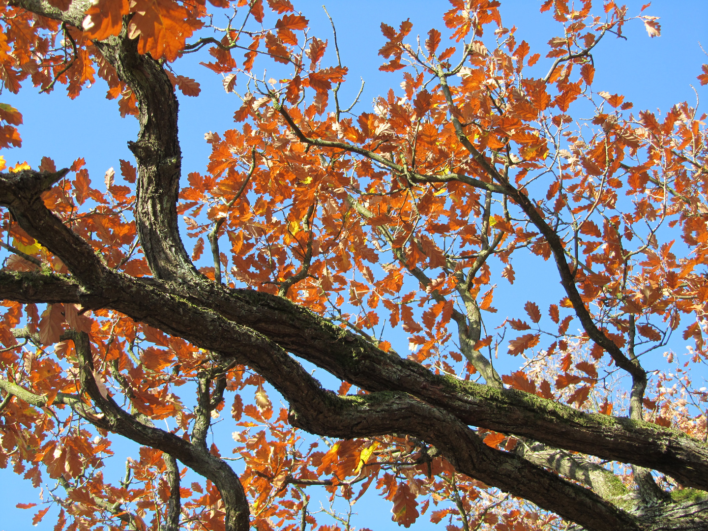 Herbstträume