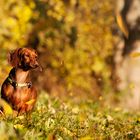 Herbstträume