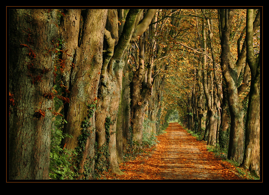 *** Herbstträume ***