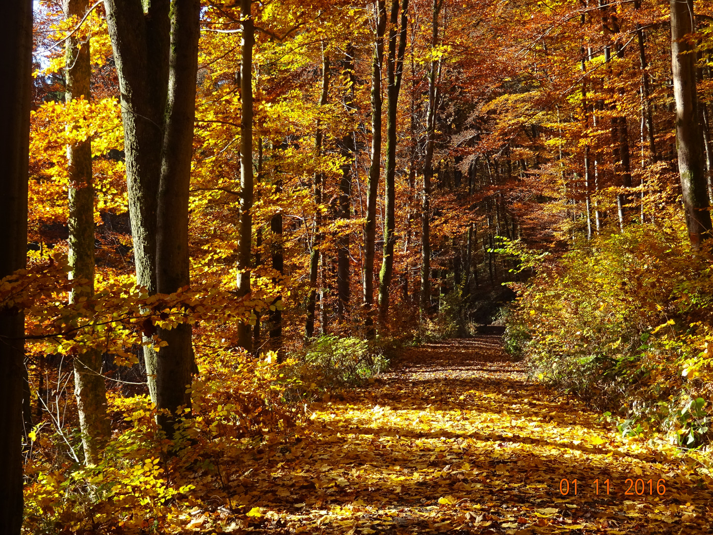 Herbstträume