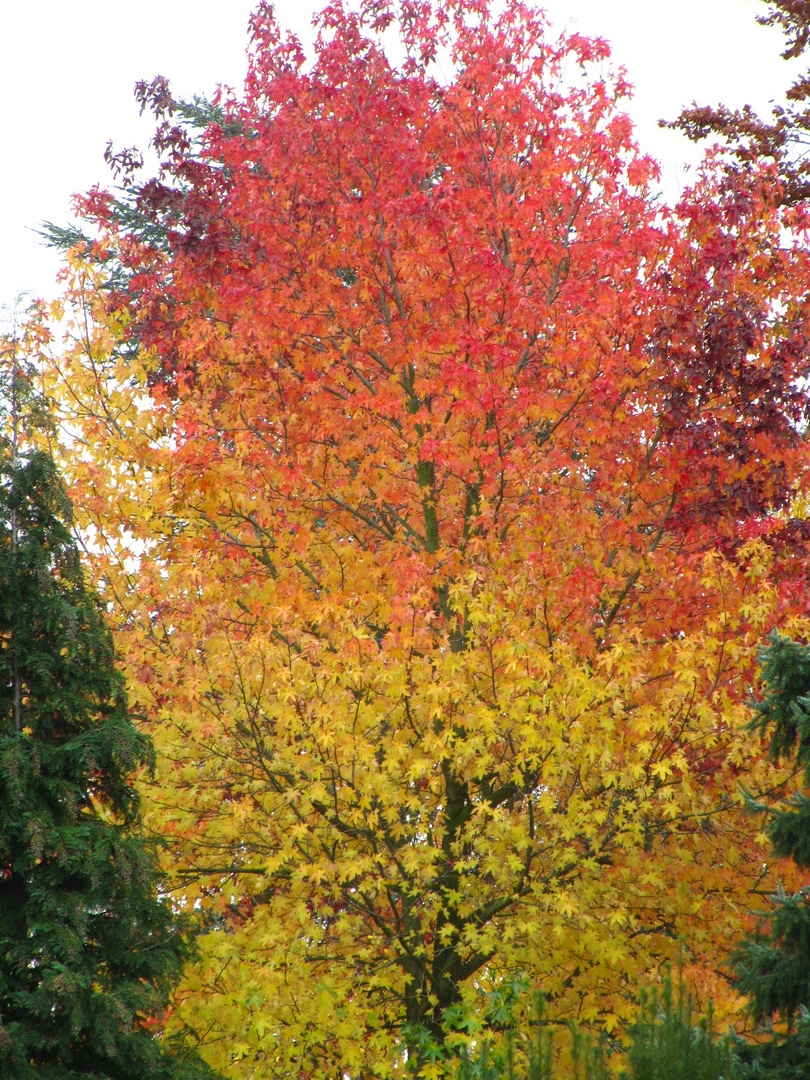 Herbstträume