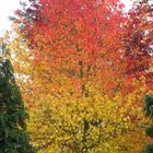 Herbstträume