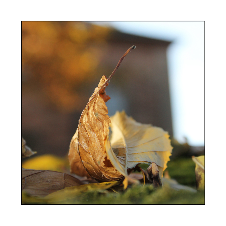 Herbstträume II