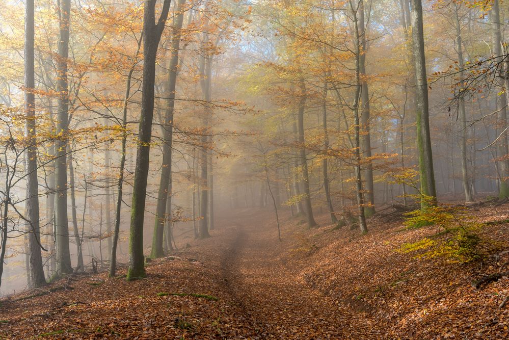 *Herbstträume im Eifelwald*