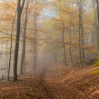 *Herbstträume im Eifelwald*