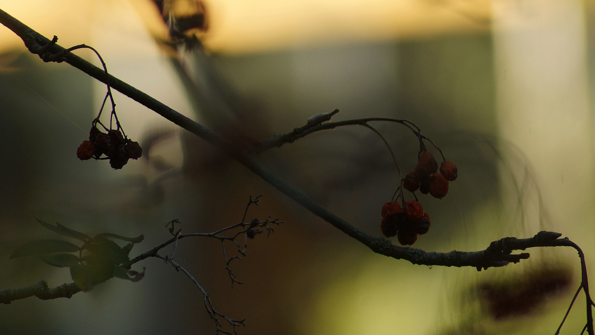 Herbstträumerei