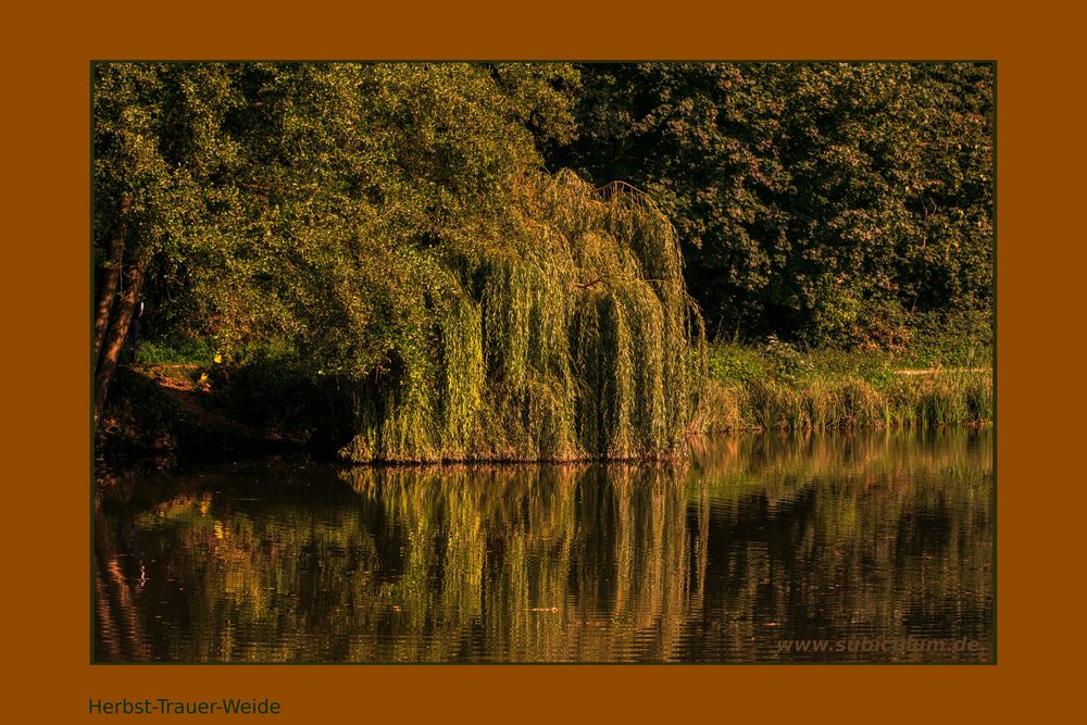 Herbsttrauerweiden