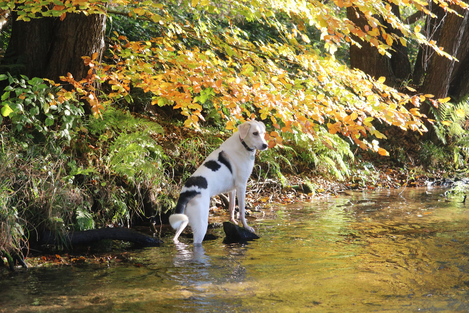 Herbsttraum