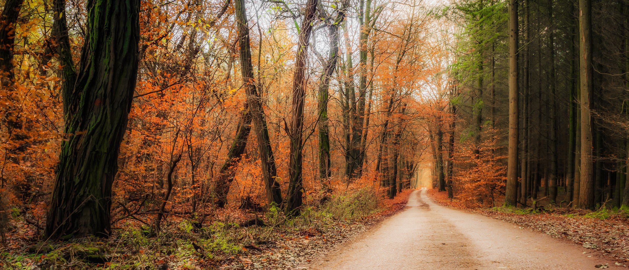 Herbsttraum Foto &amp; Bild | landschaften, herbst wald weg farben licht ...