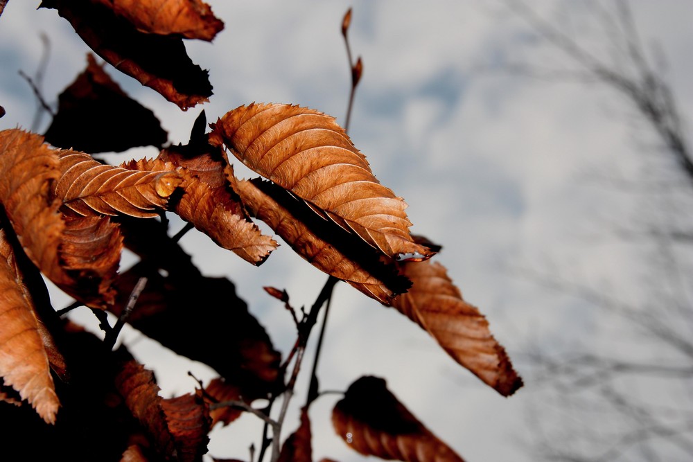 herbsttraum