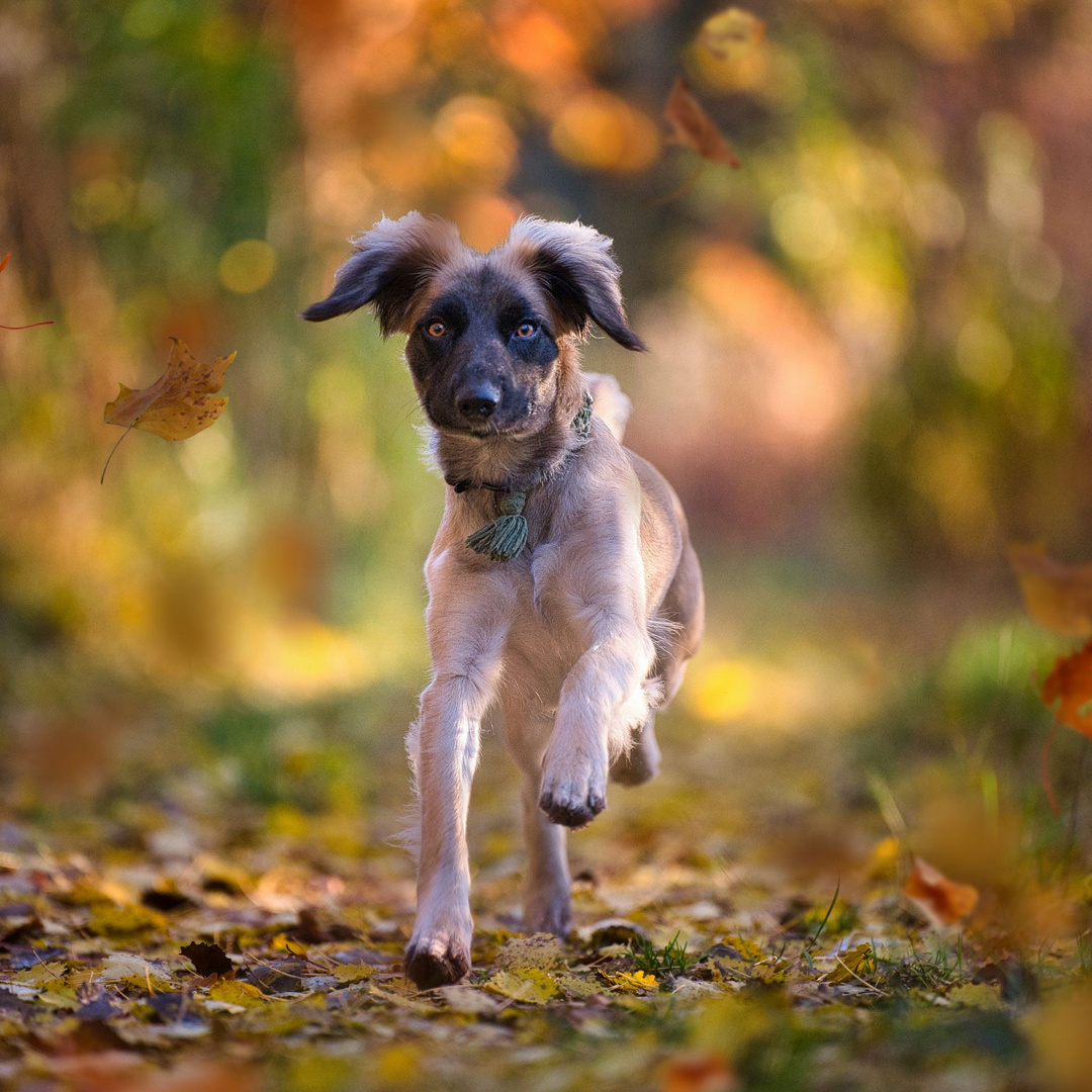 Herbsttraum Foto &amp; Bild | tiere, haustiere, hunde Bilder auf fotocommunity