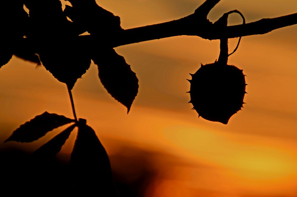 Herbsttraum Foto &amp; Bild | pflanzen, pilze &amp; flechten, bäume ...