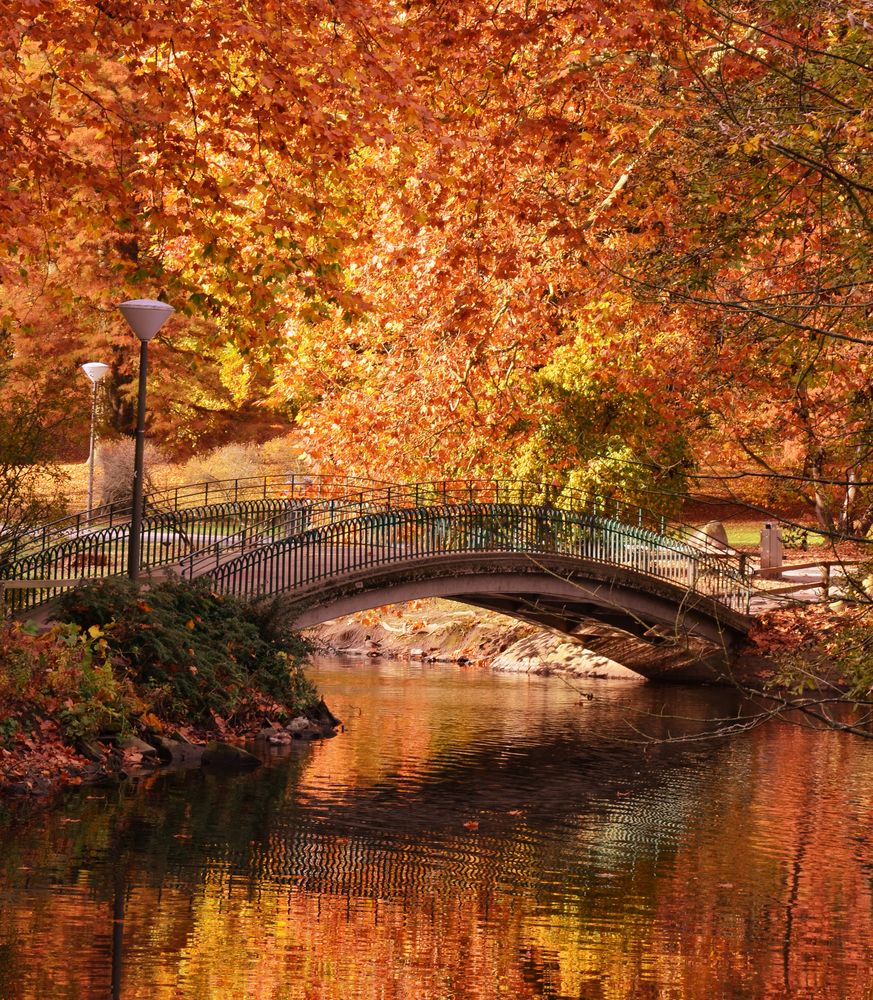 Herbsttraum im Rombergpark Foto &amp; Bild | jahreszeiten, herbst, wasser ...