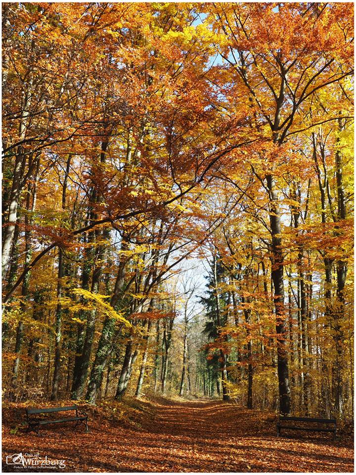 Herbsttraum im Wald bei Würzburg [Das ist Würzburg]