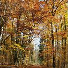 Herbsttraum im Wald bei Würzburg [Das ist Würzburg]