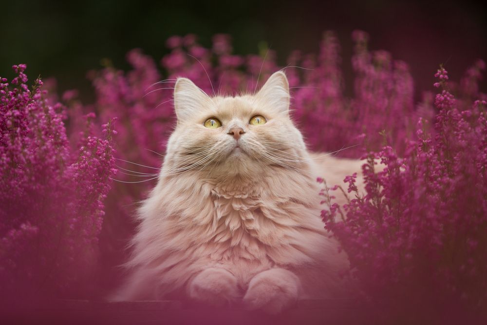 Herbsttraum in pink Foto &amp; Bild | tiere, haustiere, katzen Bilder auf ...