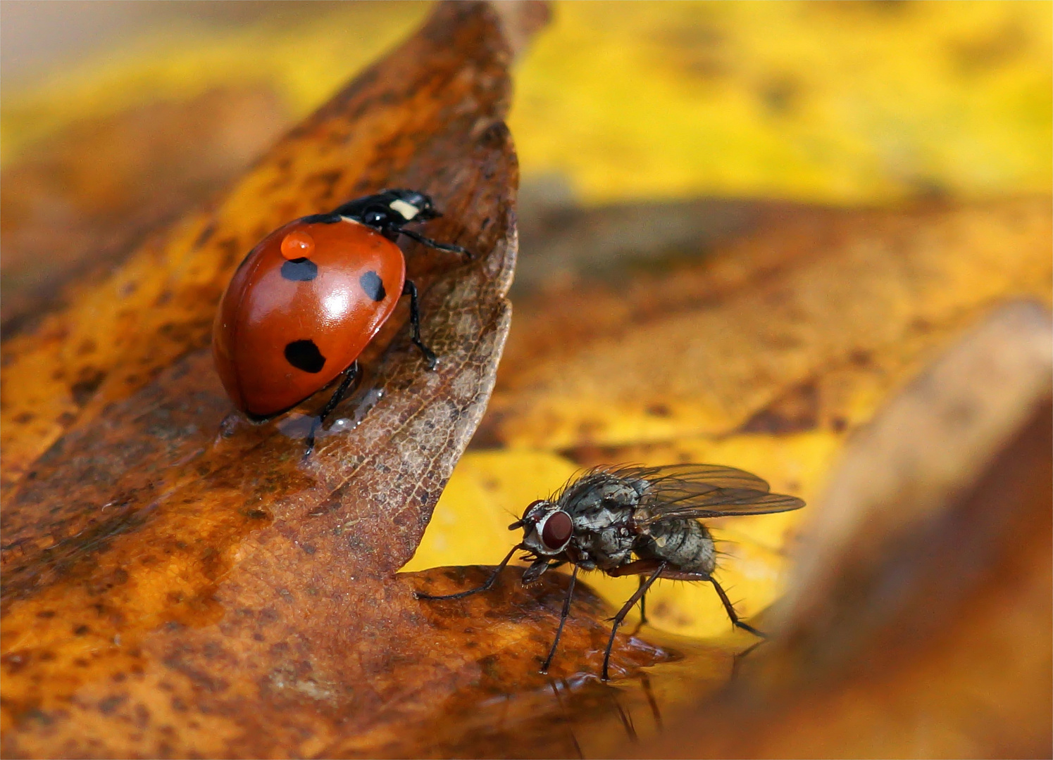 Herbsttreffen