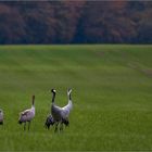 Herbsttreffen...