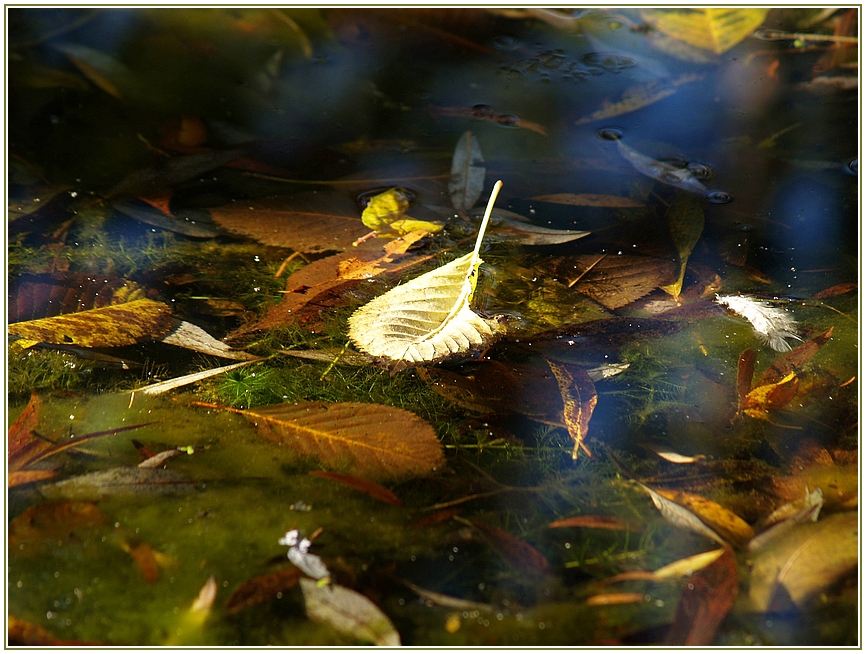 Herbsttreiben