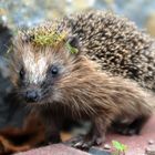 Herbsttrend bei Igelfrisuren:Grüne Strähnchen!