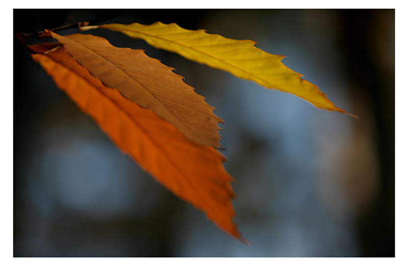 Herbsttrikolore