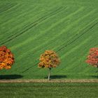 HerbstTrio