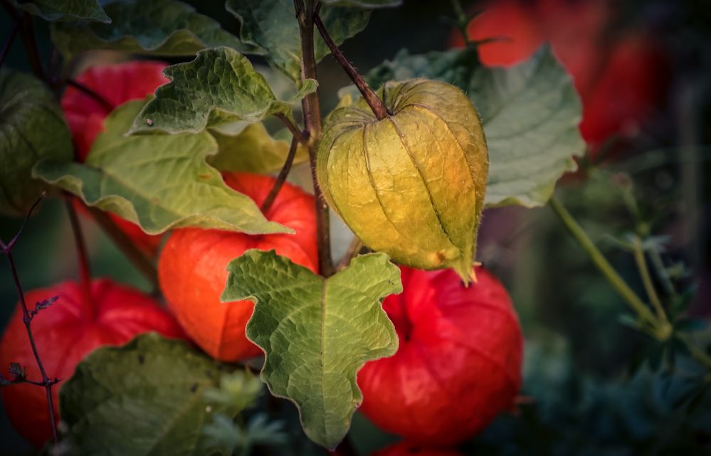 Herbsttrio