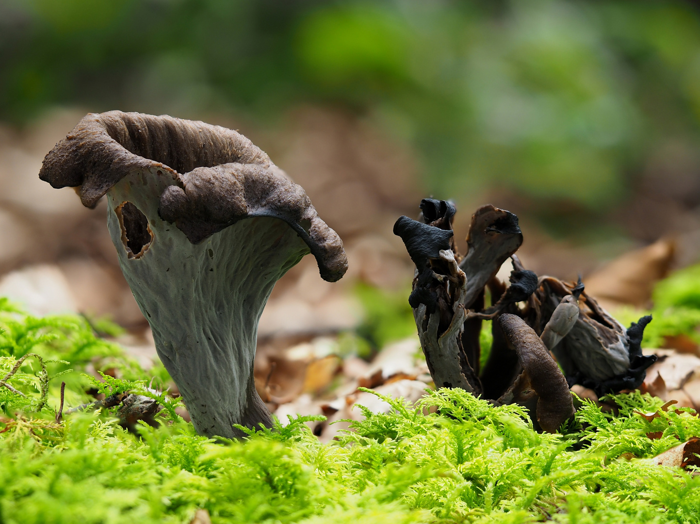 Herbsttrompete, Totentrompete Foto &amp; Bild | natur, pilz, pflanzen ...