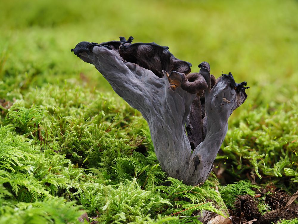 Herbsttrompete, Totentrompete Foto &amp; Bild | natur, pilz, pflanzen ...