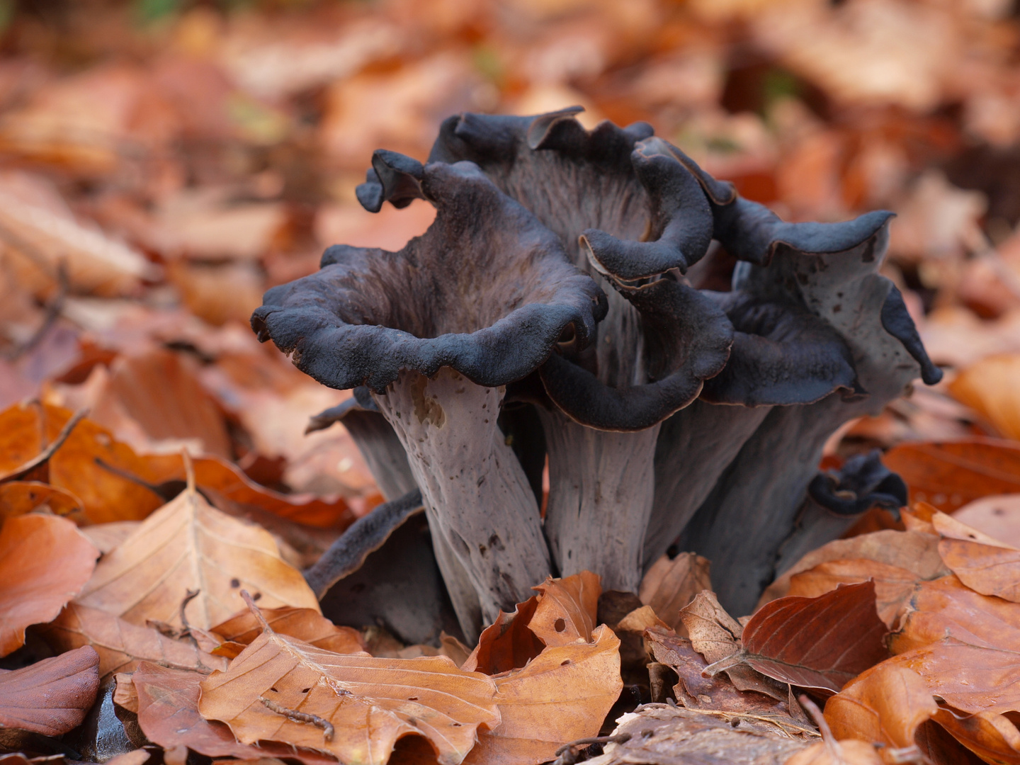 Herbsttrompeten, Totentrompeten