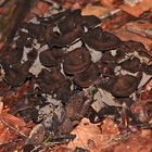 Herbsttrompetenkonzert im Oberpfälzer Wald bei Neukappl