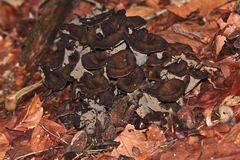 Herbsttrompetenkonzert im Oberpfälzer Wald bei Neukappl