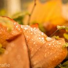 Herbsttropfen